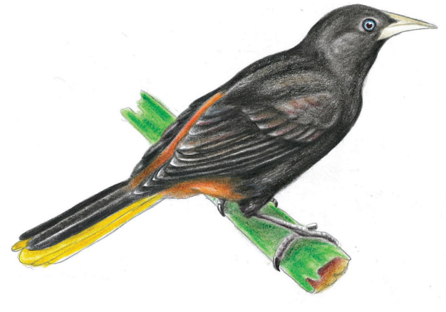 Oropéndola crestada